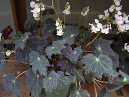 Pin Pa Begonias