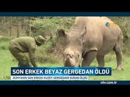 Son Erkek Beyaz Gergedan Oldu Sudan 45 Yasindaydi Youtube