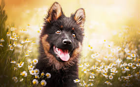 Download 4k wallpapers of best flowers, roses, tulips, lotus, lily, poppy, dahlia, cherry blossom for desktop & mobile phones in high quality hd, 4k, 5k resolutions. Download Wallpapers German Shepherd Puppy Dogs Pets Flowers German Shepherd Dog Besthqwallpapers Com Black German Shepherd Puppies Puppy Time Puppies