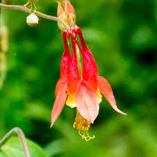 Adirondack Wildflowers Wild Columbine Aquilegia Canadensis
