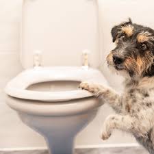 Bloody stools bei hunden verstehen. Durchfall Bei Hunden Wenn Hunde Bauchweh Haben Ursachen Behandlung Und Tipps Bunte De