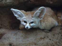 Fennec foxes live in dens of about 10 fennecs. Fennec Fox Canids