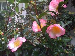 Camellia Sasanqua Apple Blossom Beautiful Flowers Apple Blossom Camellia