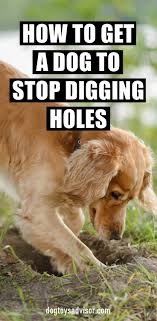 How to stop dogs digging up the garden. How To Stop Your Dog From Digging Holes Dog Digging Digging Dogs Dog Training