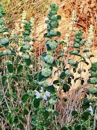 Image result for Leucas neuflizeana