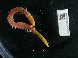 Image result for Gymnosporia arenicola