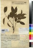 Image result for Entandrophragma delevoyi