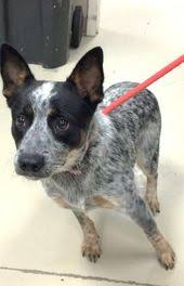 Black Australian Cattle Dog Puppy Sweet Pea Is An Adoptable Australian Cattle Dog Blue Heeler Dog In Decatur Al Sweet Pea Is A Black Cattle Dogs Rule Blue Heeler Dogs Austrailian Cattle Dog
