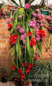The christmas cactus is a colorful alternative to traditional holiday plants like poinsettias, and makes a beautiful addition to your holiday decor scheme. 32 Easter Cactus Ideas Easter Cactus Cactus Christmas Cactus
