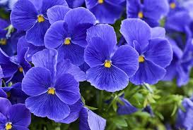 The yellow ones mean that your health is in good condition. Violet Dream Interpretation Violet Dream Meanings