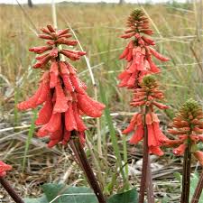 Image result for Erythrina zeyheri