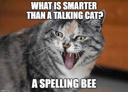 Talking Cat Meme Cat Talk Cat Jokes Cat Puns
