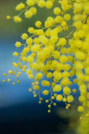 Ipernity By Christine Valin Yellow Flowers Mimosa Flower Yellow Wedding Flowers