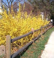 Golden Forsythia Avase Full Of Daffodils With 3 Branches Of Forsythia So Beautiful Not Enough Money In The Worl Garden Shrubs Flowering Shrubs Forsythia Bush