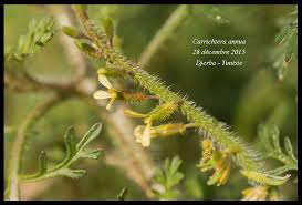 Image result for Carrichtera annua