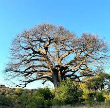 Image result for Brachystegia glaucescens