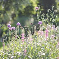 An Der Grenze Zur Grossen Wiese Habe Ich Eine Naturnahe Bepflanzung Mit Skabiosen Und Blutweiderich Und Weit Bepflanzung Ein Schweizer Garten Wildblumenwiese