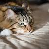 Chances are you know your cat pretty well and better than most additionally, if your cat has recently undergone a surgery or dental procedure, your vet will have provided you with discharge instructions and possibly. Https Encrypted Tbn0 Gstatic Com Images Q Tbn And9gct3zwl8txu6gsimk0drjo4bbclsduws7o29amlp23n U44ltug9 Usqp Cau