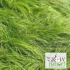 Image result for Carex sp.no.1