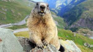 #alpenmurmeltier instagram videos and photos. Murmeltiere Die Kalteliebenden Energiesparer In Den Alpen Br Wissen