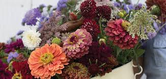 Online grocery store in pune: Getting Started In Cut Flowers Top 15 Cuts Johnny S Selected Seeds