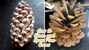 Included are tips on how to clean pine cones as well as how to properly scent pine cones for a pleasant, long lasting smell. How To Clean And Open Pine Cones Pine Cones Youtube