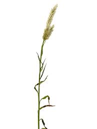 Image result for Bothriochloa bladhii