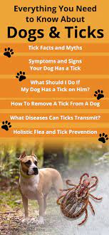 Your veterinarian can conduct tests to try to determine if your dog has the disease and prescribe antibiotic treatment if needed. Everything You Need To Know About Dogs And Ticks Ticks On Dogs Tick Bites On Dogs Dog Health