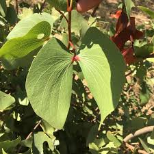 Image result for Colophospermum