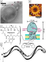We did not find results for: Atp Synthase Superassemblies In Animals And Plants Two Or More Are Better Sciencedirect
