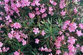 Oleander blüht üppig, ist er gefährlich für mensch und tier? Oleander Pflanzen Pflegen Schoner Wohnen