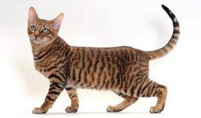 Sep 15, 2016 · 19 สายพันธุ์แมวทั่วโลก กับราคาที่จ่ายแล้วสบายตัว à¹à¸¡à¸§à¸—à¸­à¸¢à¹€à¸à¸­à¸£ Toyger Knowledge Network Facebook