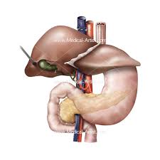 We did not find results for: Digestive System Illustrations Stomach Intestines Related Anatomy