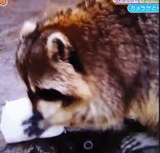 It was released in december 2016 as a promo pet. Raccoon Eating Cotton Candy Shefalitayal