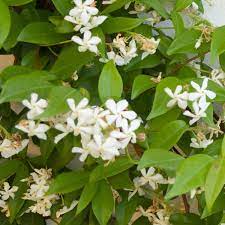 This flowering climbing plant produces large clusters of white flowers and. Trachelospermum Star Of Venice Set Of 2 Star Jasmine Hardy Climbing Plant With White Blossom Height 65 75 Cm Pot Diameter 14 Cm Amazon De Garden