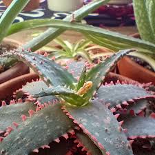 Image result for Aloe carnea