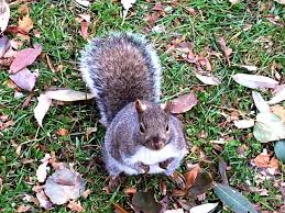 In reality, they can be harmful to your yard, your garden, and the wood around the perimeter of your home. Canadian Squirrels Dangerous Pests Or Cute Wildlife Travel Tales Of Life