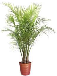 Pin On Plants