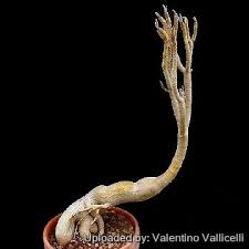 Image result for Adenium swazicum