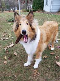 Rough Collie Puppy Finding Stuff In The Yard Collie Dog Rough Collie Collie Puppies
