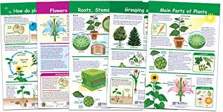 Newpath Learning 94 3501 All About Plants Bulletin Board Chart Set Pack Of 5
