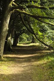 Birnam Wood Perthshire Scotland Scenery Old Trees Secret Places