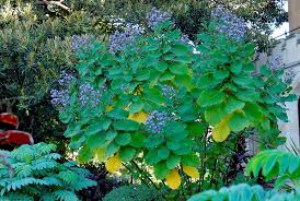 Image result for Wigandia urens