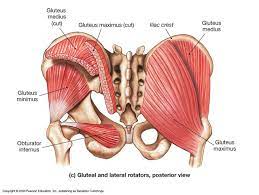 The gluteal muscles, often called glutes are a group of three muscles which make up the gluteal region commonly known as the buttocks: A Beginners Guide To The Importance Of The Glutes And How To Improve Their Performance Female Coaching Network