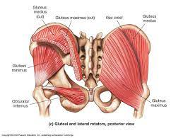 Working together they move the thigh in different directions. A Beginners Guide To The Importance Of The Glutes And How To Improve Their Performance Female Coaching Network