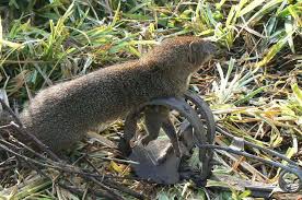 Image result for Isoglossa milanjiensis