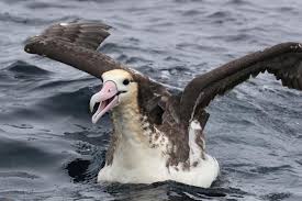6 Ways U.S. Fisheries Reduce Albatross Bycatch | NOAA Fisheries
