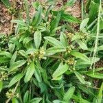 Image result for Gisekiaceae