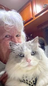 UPDATE: FOUND! Hi all, Our beautiful maple ragdoll cat has wandered from  our safety beach home which is very strange for her, as she has never left  the backyard before. She is