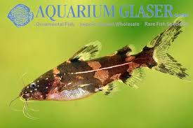 Pseudomystus Funebris Aquarium Glaser Gmbh In 2020 Rare Fish Tropical Fish Fish
